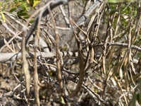 Sesbania tomentosa