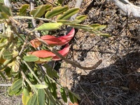 Sesbania tomentosa